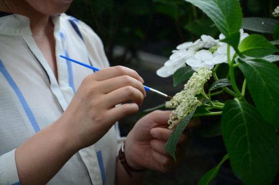 园林股份：江南地区适生八仙花新品种自主培育